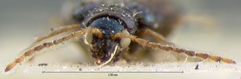 Media type: image; Entomology 18464   Aspect: head frontal view